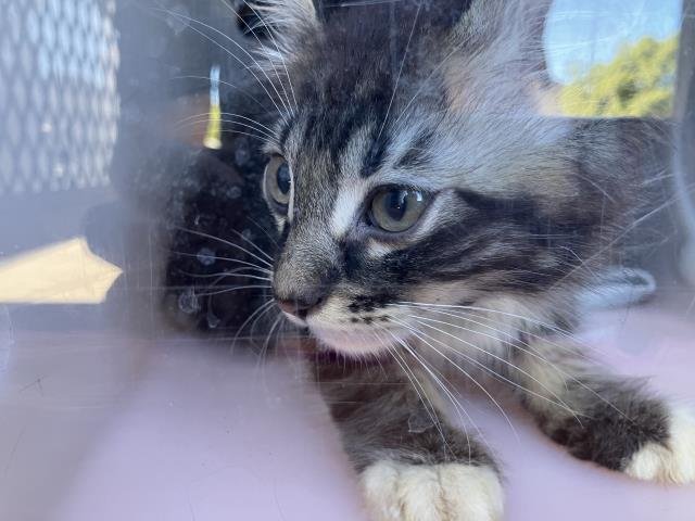 THEODORE - Domestic Short Hair available for adoption