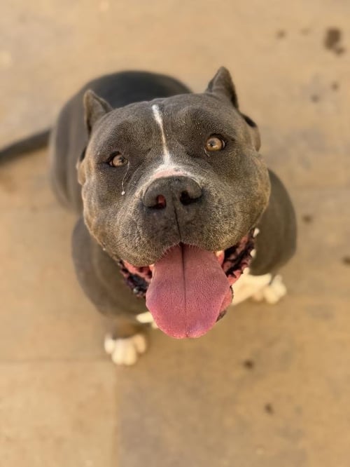 JUDY - Pit Bull Terrier available for adoption