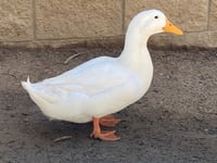 LAUNCHPAD MCQUACK - Photo 1