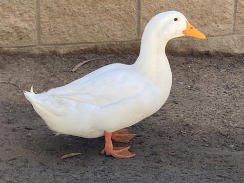 LAUNCHPAD MCQUACK - Duck available for adoption