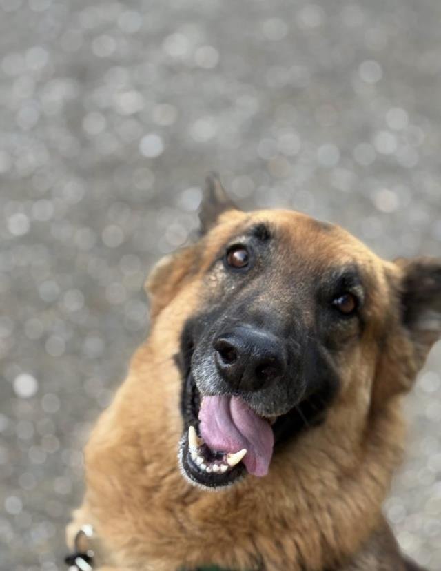 MACK - German Shepherd Dog available for adoption