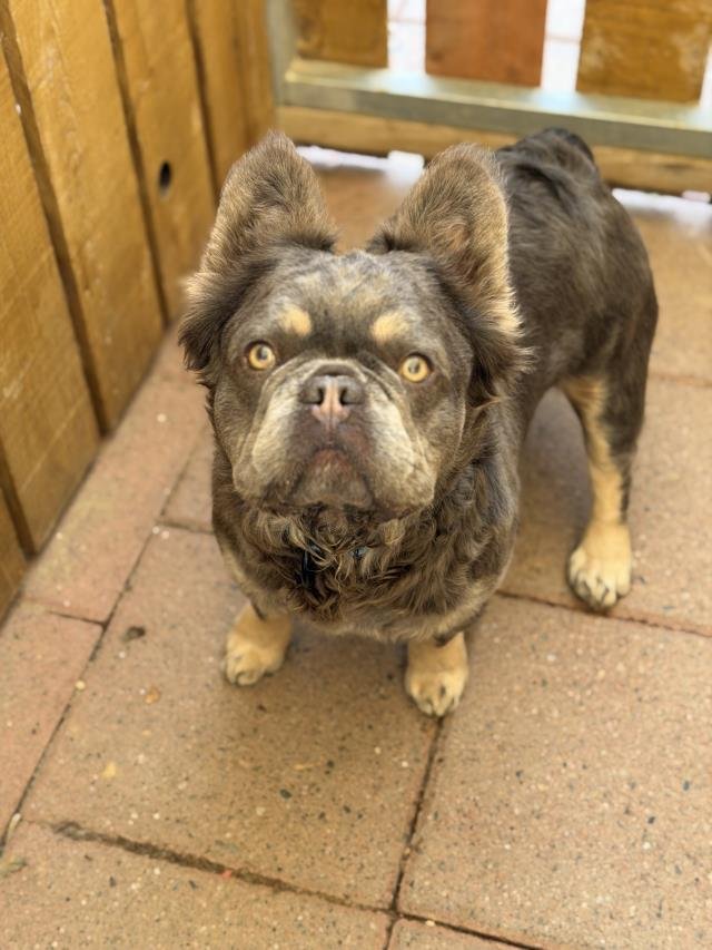 MR. MEESEEKS - French Bulldog available for adoption