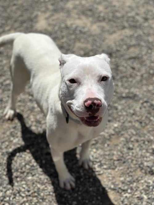 LAINEY - Pit Bull Terrier available for adoption