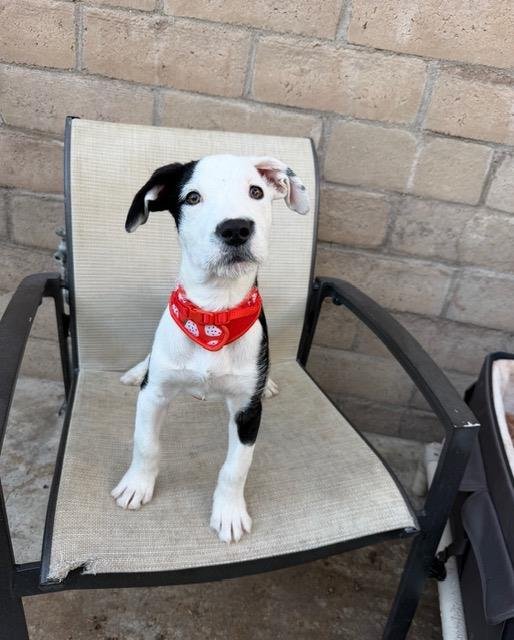 CRICKET - Labrador Retriever available for adoption