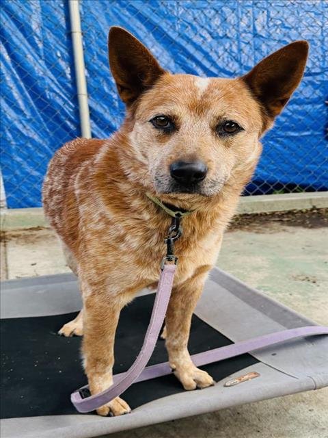 CUPID - Australian Cattle Dog/Blue Heeler available for adoption