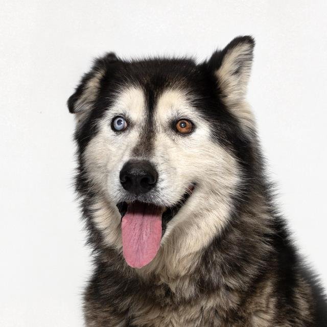COLIN - Siberian Husky available for adoption