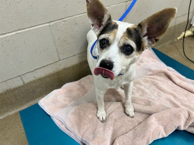 DIXIE - Rat Terrier available for adoption