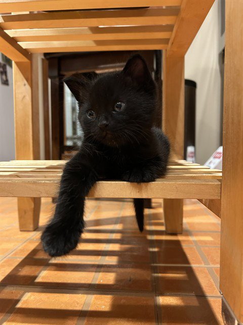 MAC - Domestic Medium Hair available for adoption