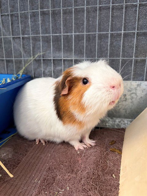 OLIVER Image