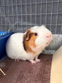 OLIVER - Photo 1