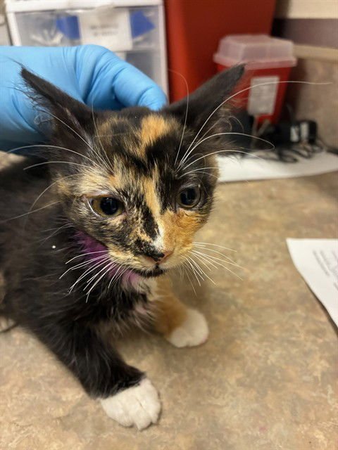 HALO - Domestic Short Hair available for adoption