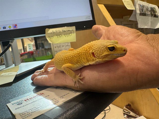 REPTAR - Lizard available for adoption