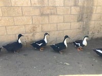 DAISY DUCK - Photo 1