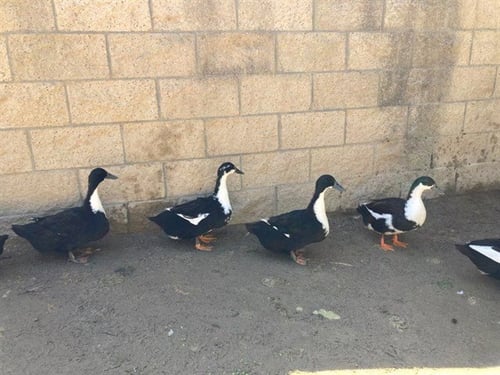 DAISY DUCK - Duck available for adoption