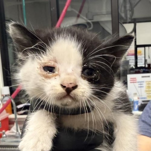 RAGU - Domestic Short Hair available for adoption