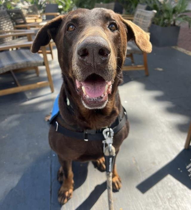 HAMBURGLAR - Doberman Pinscher available for adoption