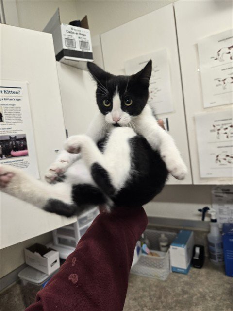 JESSIE - Domestic Short Hair available for adoption