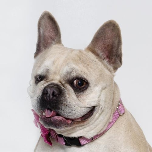 PRINCESS - French Bulldog available for adoption