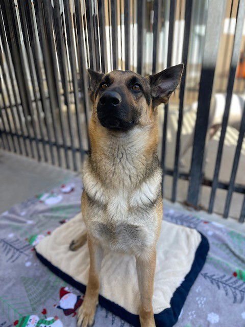 ZELDA - German Shepherd Dog available for adoption