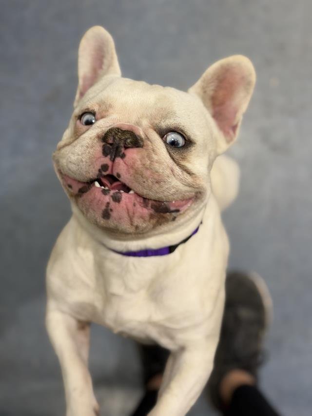 PEGGY - French Bulldog available for adoption