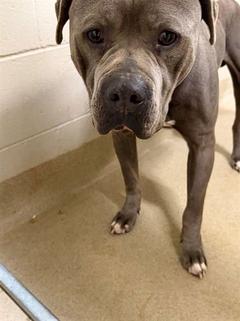 CHICO - Pit Bull Terrier available for adoption