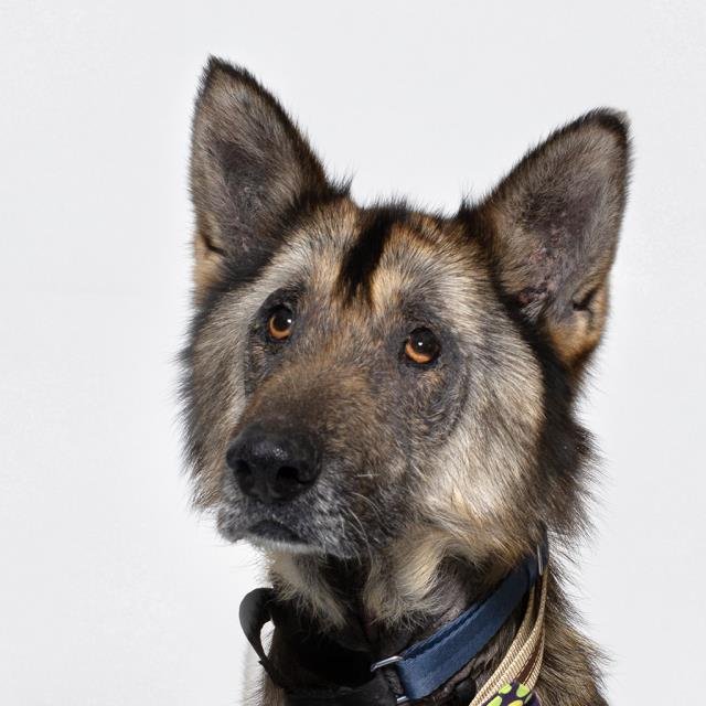 JULIAN - German Shepherd Dog available for adoption