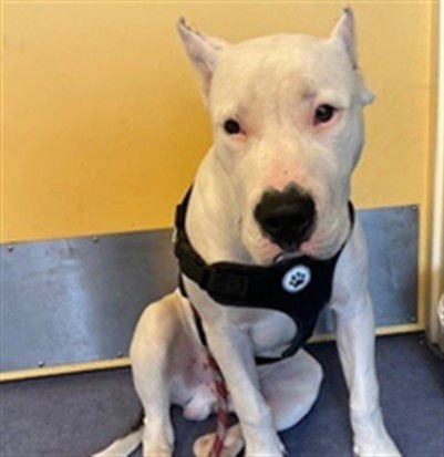 CLARK - Pit Bull Terrier available for adoption