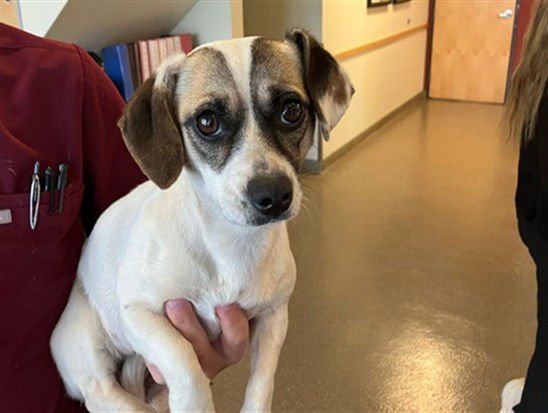 MINNOW - Chihuahua available for adoption