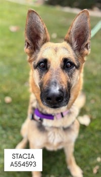 STACIA - Photo 1
