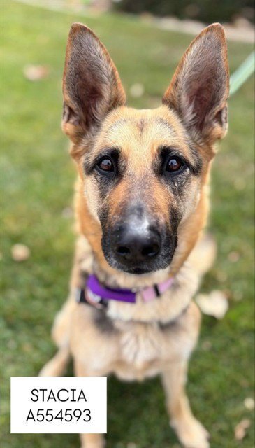 STACIA - German Shepherd Dog available for adoption