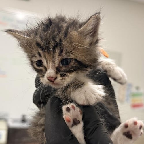 CHIMICHURRI - Domestic Long Hair available for adoption