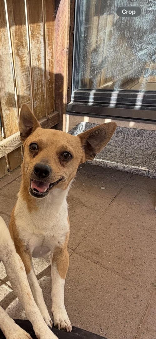 JOSH - Chihuahua available for adoption