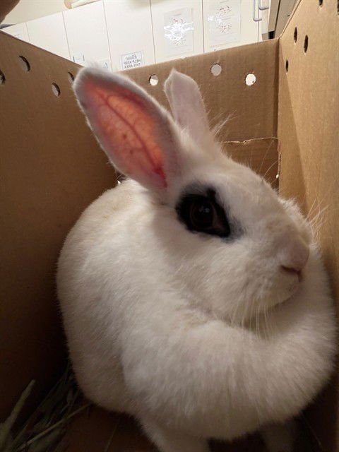 BIG MOMMA - Shorthaired Rabbit available for adoption