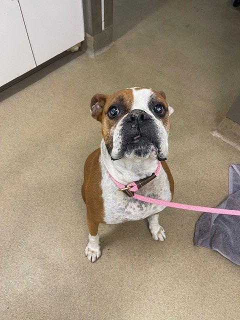 A552531 - Boxer available for adoption