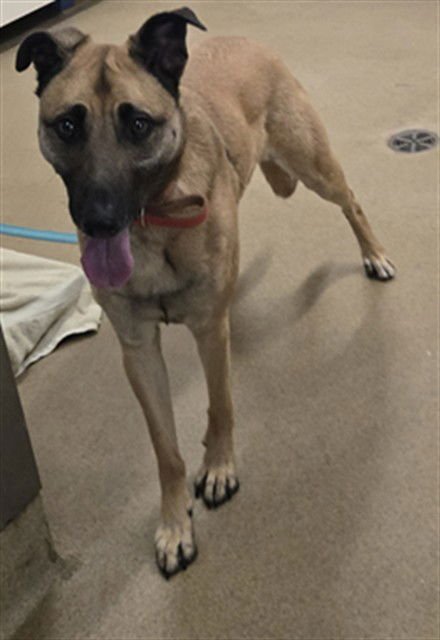 LUNA - Belgian Shepherd Malinois available for adoption