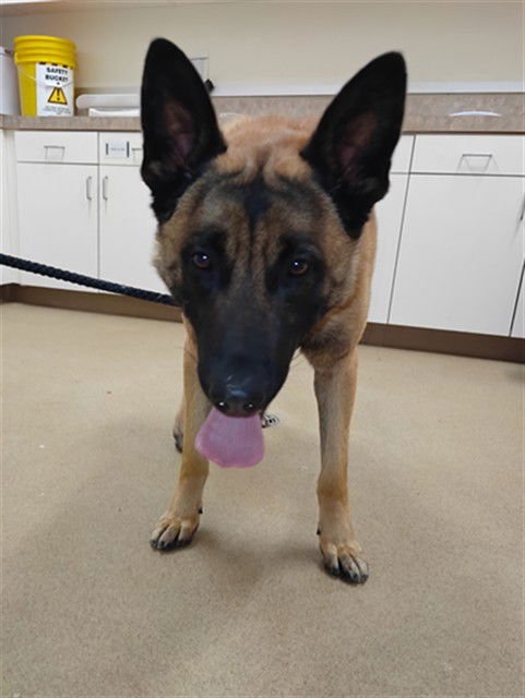 LUKE - Belgian Shepherd Malinois available for adoption