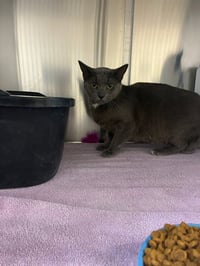 CAT 5 - Photo 1