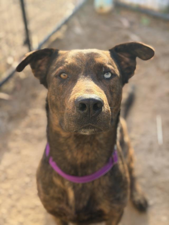 CARLOS - Mastiff / Catahoula Leopard Dog available for adoption
