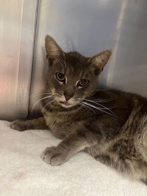 SPOOKY - Domestic Short Hair available for adoption