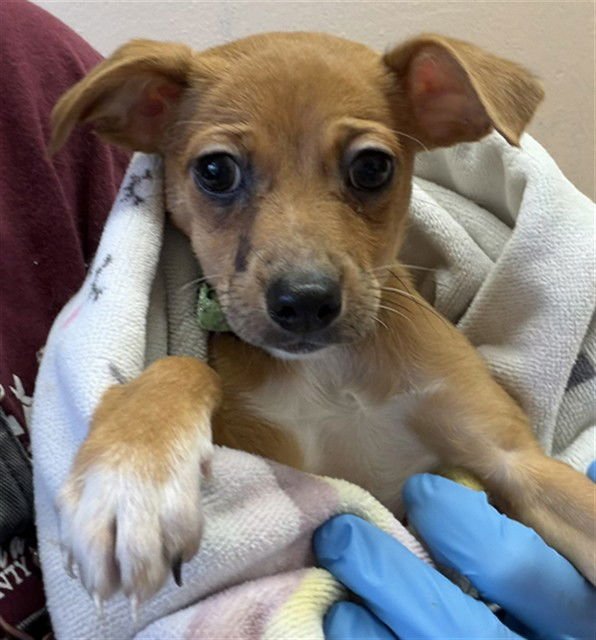 PENNY - Chihuahua available for adoption