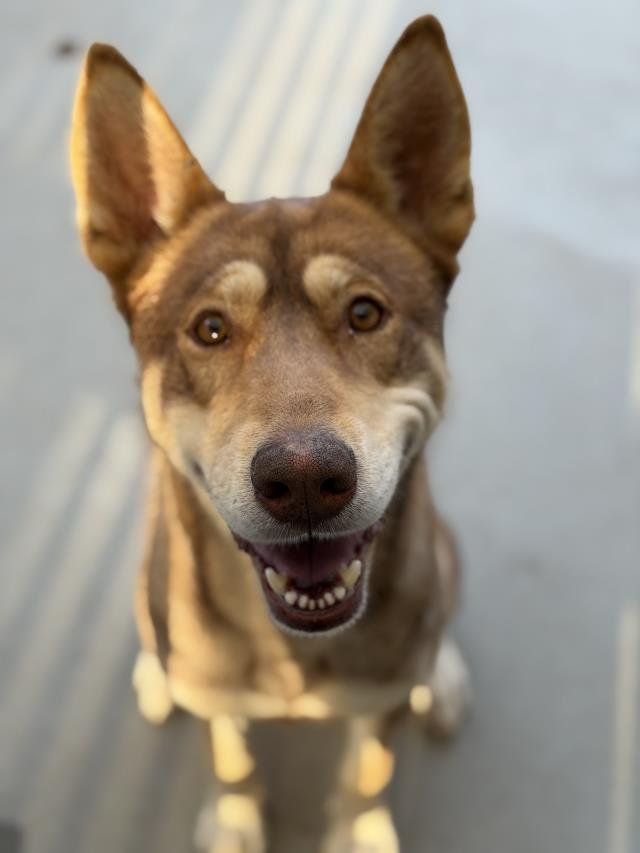 CHARLOTTE - Husky available for adoption