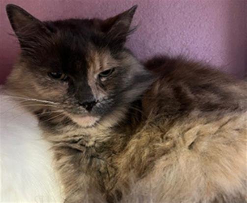 SPANKY - Domestic Long Hair available for adoption