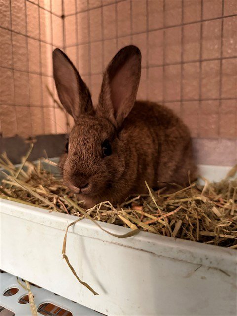 BARNEY - Shorthaired Rabbit available for adoption