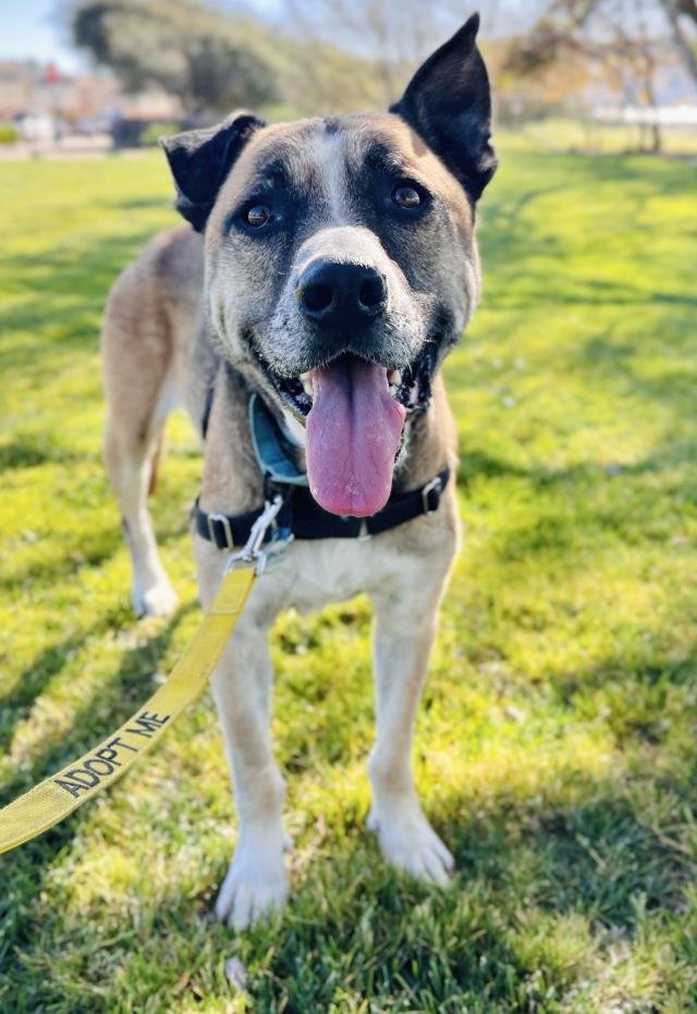 TEX - Rhodesian Ridgeback available for adoption