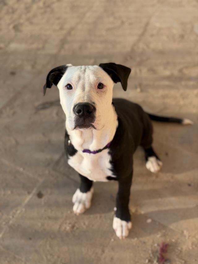 JOSIE - Pointer available for adoption