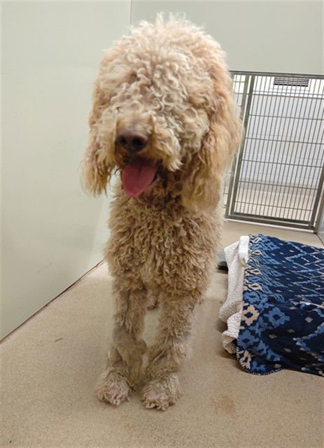 SHIKA - Poodle (Standard) available for adoption