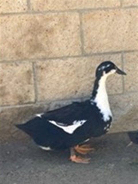 DOJA QUACK - Duck available for adoption