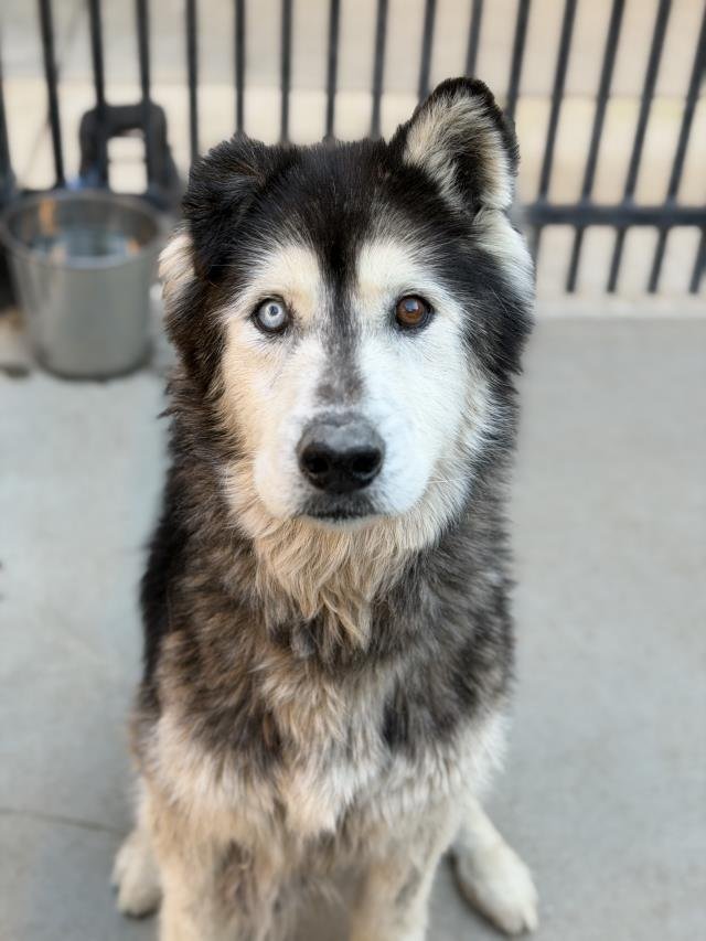 COLIN - Siberian Husky available for adoption