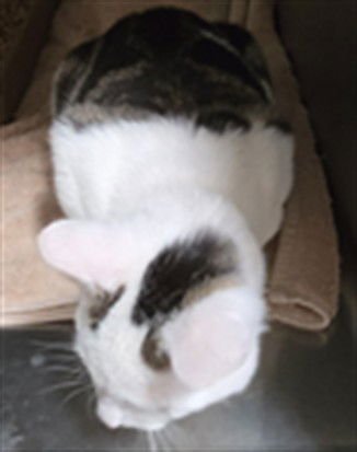 BUBBLES - Domestic Medium Hair available for adoption