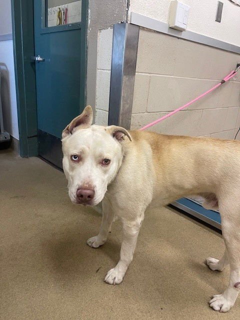 CODY - Labrador Retriever / Siberian Husky available for adoption